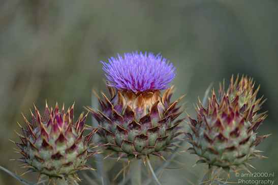 Purple_Thistle_Flower_Heads_In_Ariel_Sharon_Park_Flora_Photography_Nature_Photography_Canon_EOS_R5_Mark_II_2026_009.JPG