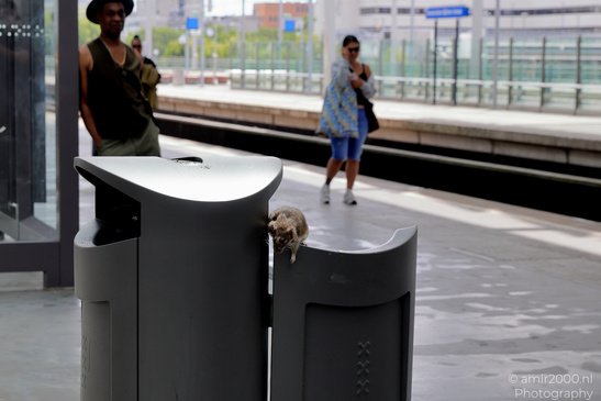 Rats_On_Trash_Cans_In_Amsterdam_Animal_Photography_Nature_Photography_Canon_EOS_R5_Mark_II_2026_001.JPG