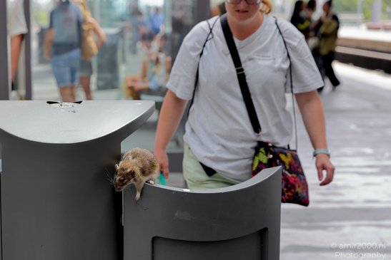 Rats_On_Trash_Cans_In_Amsterdam_Animal_Photography_Nature_Photography_Canon_EOS_R5_Mark_II_2026_002.JPG