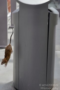 Rats_On_Trash_Cans_In_Amsterdam_Animal_Photography_Nature_Photography_Canon_EOS_R5_Mark_II_2026_003.JPG