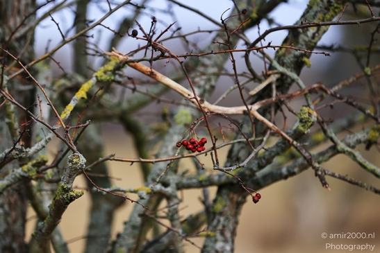 Red_Berries_On_Thorny_Branches_In_Amsterdamse_Waterleidingduinen_Noord_Holland_Netherlands_Nature_Photography_Canon_EOS_R5_Mark_II_2026_001.JPG