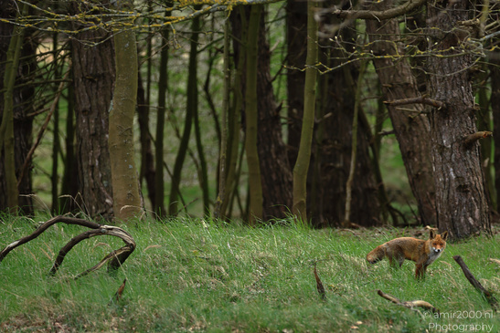 Red_Fox_In_Amsterdamse_Waterleidingduinen_Animal_Photography_Nature_Photography_Canon_EOS_R5_Mark_II_2026_001.JPG