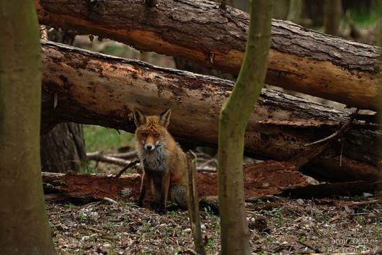 Red_Fox_In_Amsterdamse_Waterleidingduinen_Animal_Photography_Nature_Photography_Canon_EOS_R5_Mark_II_2026_003.JPG