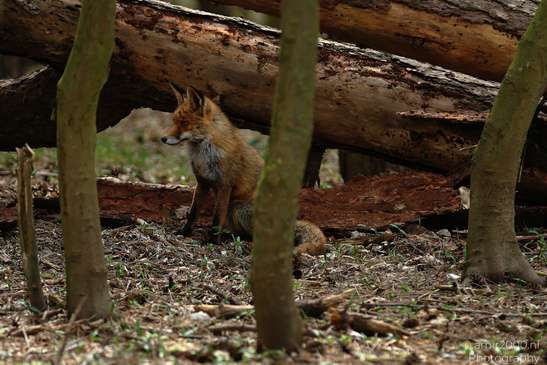Red_Fox_In_Amsterdamse_Waterleidingduinen_Animal_Photography_Nature_Photography_Canon_EOS_R5_Mark_II_2026_004.JPG