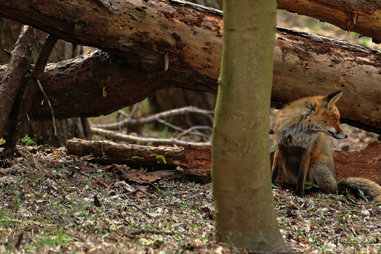 Red_Fox_In_Amsterdamse_Waterleidingduinen_Animal_Photography_Nature_Photography_Canon_EOS_R5_Mark_II_2026_005.JPG