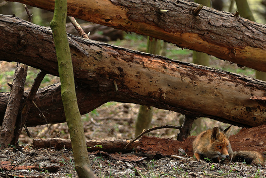 Red_Fox_In_Amsterdamse_Waterleidingduinen_Animal_Photography_Nature_Photography_Canon_EOS_R5_Mark_II_2026_007.JPG