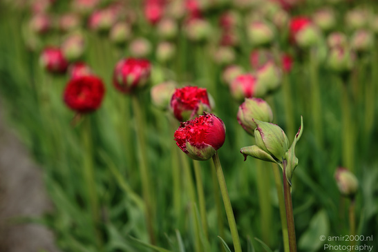 Red_Tulip_Buds_In_Zuid_Holland_Flower_Photography_Nature_Photography_Canon_EOS_R5_Mark_II_2026_001.JPG