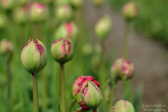 Red_Tulip_Buds_In_Zuid_Holland_Flower_Photography_Nature_Photography_Canon_EOS_R5_Mark_II_2026_002.JPG