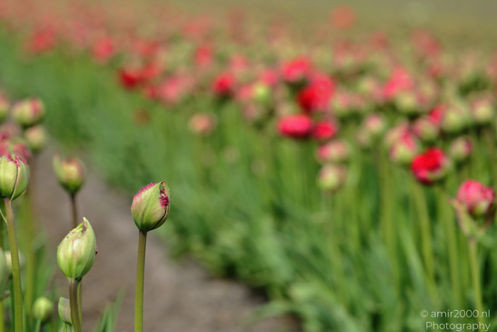 Red_Tulip_Buds_In_Zuid_Holland_Flower_Photography_Nature_Photography_Canon_EOS_R5_Mark_II_2026_003.JPG