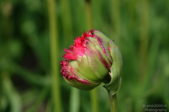 Red_Tulip_Buds_In_Zuid_Holland_Flower_Photography_Nature_Photography_Canon_EOS_R5_Mark_II_2026_004.JPG