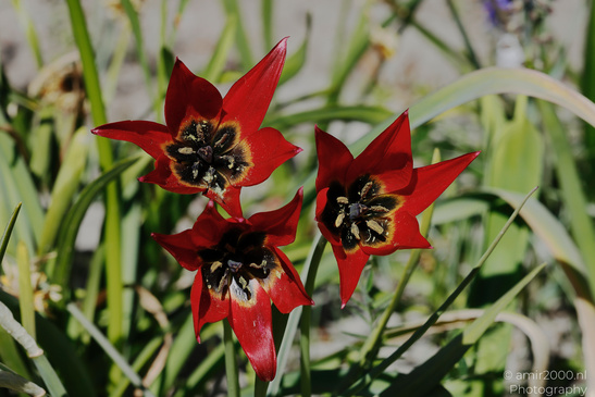 Red_Tulipa_Blooms_Flower_Photography_Nature_Photography_Canon_EOS_R5_Mark_II_2026_001.JPG