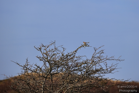 Reed_Bunting_In_Amsterdamse_Waterleidingduinen_Birds_Photography_Nature_Photography_Canon_EOS_R5_Mark_II_2026_001.JPG