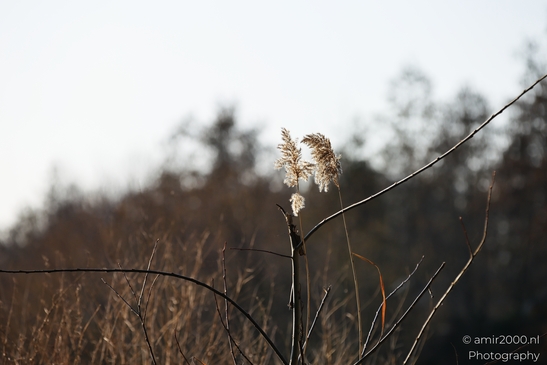 Reed_Flowers_In_Field_Flora_Photography_Nature_Photography_Canon_EOS_R5_Mark_II_2026_001.JPG