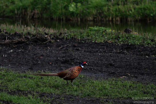 Ring_Necked_Pheasant_In_Amsterdam_Birds_Photography_Nature_Photography_Canon_EOS_R5_Mark_II_2026_001.JPG