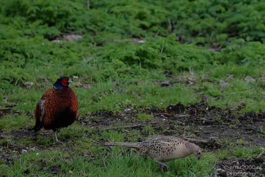 Ring_Necked_Pheasant_In_Amsterdam_Birds_Photography_Nature_Photography_Canon_EOS_R5_Mark_II_2026_002.JPG