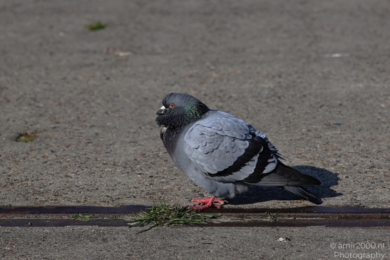 Rock_Pigeon_In_The_City_Birds_Photography_Nature_Photography_Canon_EOS_R5_Mark_II_2026_001.JPG