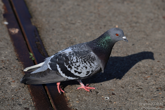 Rock_Pigeon_In_The_City_Birds_Photography_Nature_Photography_Canon_EOS_R5_Mark_II_2026_002.JPG