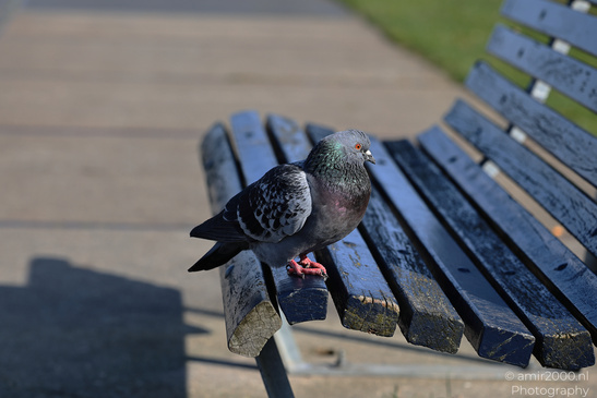 Rock_Pigeon_In_The_City_Birds_Photography_Nature_Photography_Canon_EOS_R5_Mark_II_2026_003.JPG