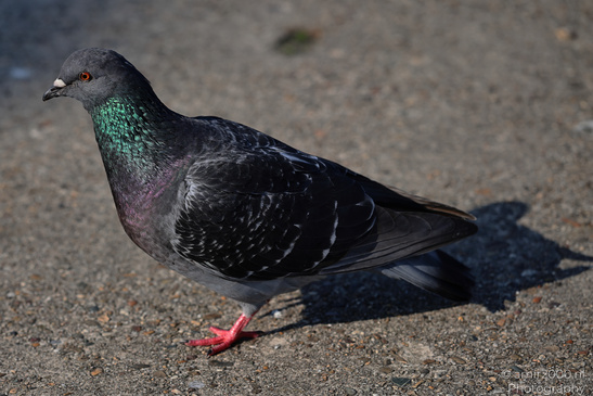 Rock_Pigeon_In_The_City_Birds_Photography_Nature_Photography_Canon_EOS_R5_Mark_II_2026_004.JPG