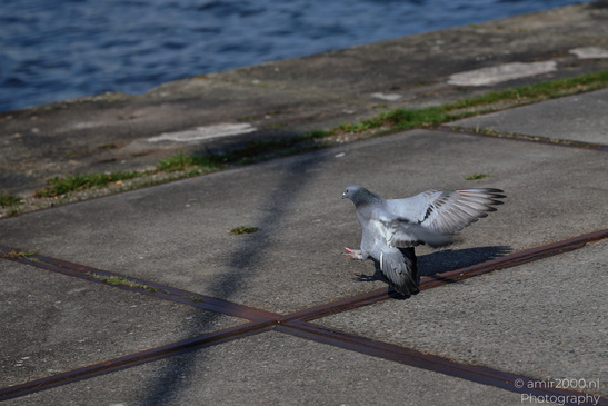 Rock_Pigeon_In_The_City_Birds_Photography_Nature_Photography_Canon_EOS_R5_Mark_II_2026_005.JPG