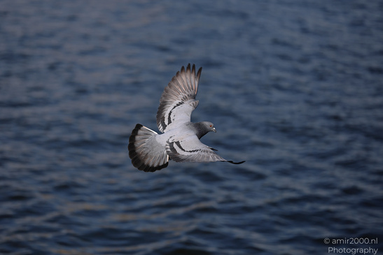 Rock_Pigeon_Spreading_Wings_Over_Amsterdam_Canal_Birds_Photography_Nature_Photography_Canon_EOS_R5_Mark_II_2026_001.JPG