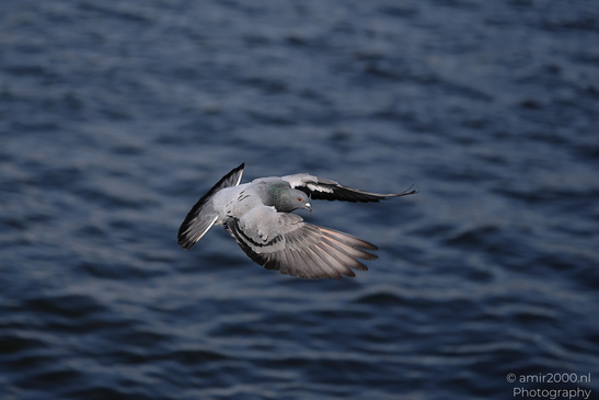 Rock_Pigeon_Spreading_Wings_Over_Amsterdam_Canal_Birds_Photography_Nature_Photography_Canon_EOS_R5_Mark_II_2026_002.JPG