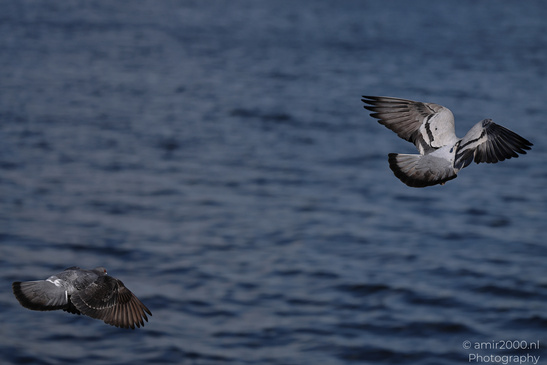 Rock_Pigeon_Spreading_Wings_Over_Amsterdam_Canal_Birds_Photography_Nature_Photography_Canon_EOS_R5_Mark_II_2026_003.JPG
