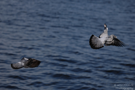 Rock_Pigeon_Spreading_Wings_Over_Amsterdam_Canal_Birds_Photography_Nature_Photography_Canon_EOS_R5_Mark_II_2026_004.JPG