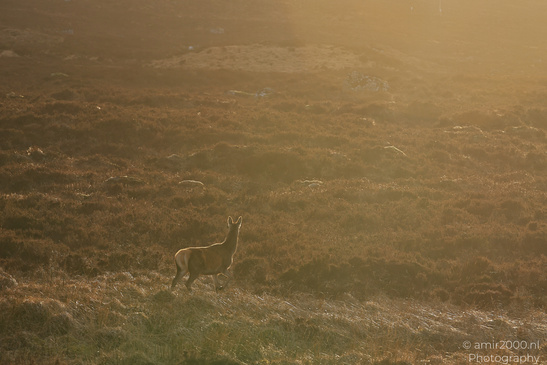 Roe_Deer_In_The_Scottish_Highlands_Animal_Photography_Nature_Photography_Canon_EOS_R5_Mark_II_2026_001.JPG