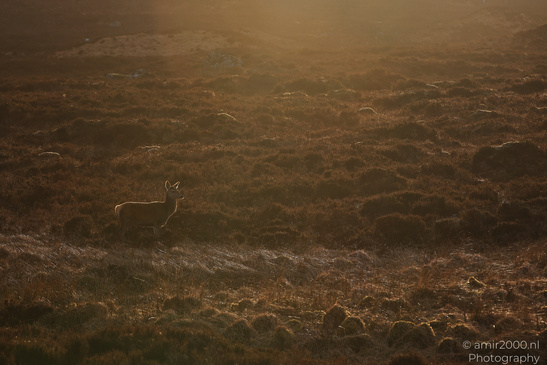 Roe_Deer_In_The_Scottish_Highlands_Animal_Photography_Nature_Photography_Canon_EOS_R5_Mark_II_2026_002.JPG
