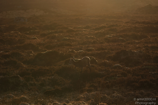 Roe_Deer_In_The_Scottish_Highlands_Animal_Photography_Nature_Photography_Canon_EOS_R5_Mark_II_2026_003.JPG