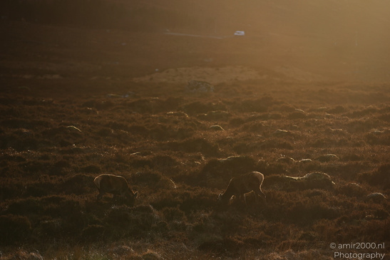 Roe_Deer_In_The_Scottish_Highlands_Animal_Photography_Nature_Photography_Canon_EOS_R5_Mark_II_2026_004.JPG