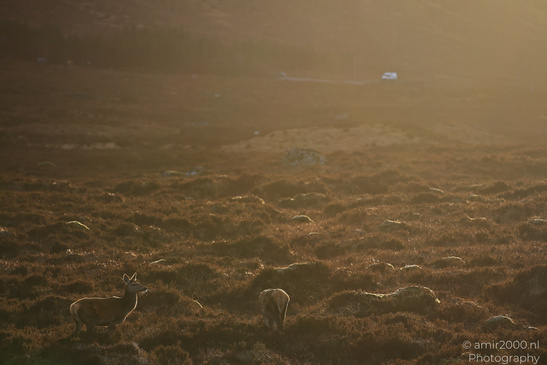 Roe_Deer_In_The_Scottish_Highlands_Animal_Photography_Nature_Photography_Canon_EOS_R5_Mark_II_2026_005.JPG