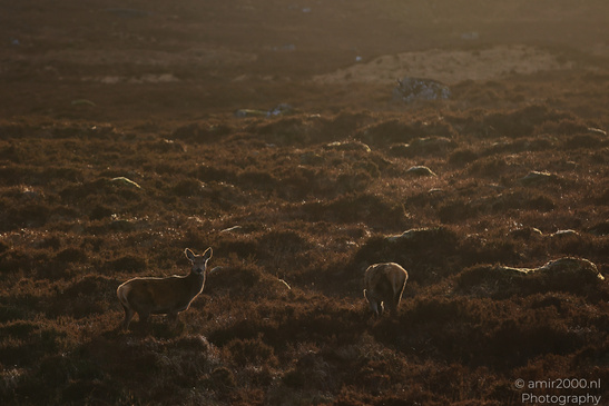 Roe_Deer_In_The_Scottish_Highlands_Animal_Photography_Nature_Photography_Canon_EOS_R5_Mark_II_2026_006.JPG