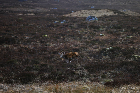Roe_Deer_In_The_Scottish_Highlands_Animal_Photography_Nature_Photography_Canon_EOS_R5_Mark_II_2026_007.JPG