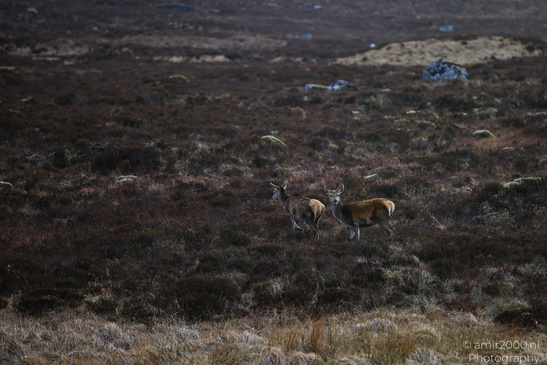 Roe_Deer_In_The_Scottish_Highlands_Animal_Photography_Nature_Photography_Canon_EOS_R5_Mark_II_2026_008.JPG
