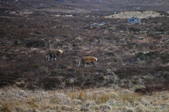 Roe_Deer_In_The_Scottish_Highlands_Animal_Photography_Nature_Photography_Canon_EOS_R5_Mark_II_2026_009.JPG