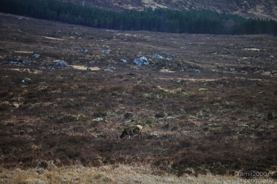 Roe_Deer_In_The_Scottish_Highlands_Animal_Photography_Nature_Photography_Canon_EOS_R5_Mark_II_2026_010.JPG