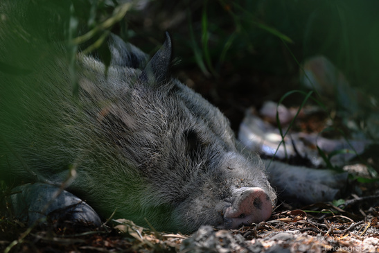 Rooney_Wild_Pig_Resting_Larnaca_Cyprus_Animal_Photography_Nature_Photography_Canon_EOS_R5_Mark_II_2026_001.JPG