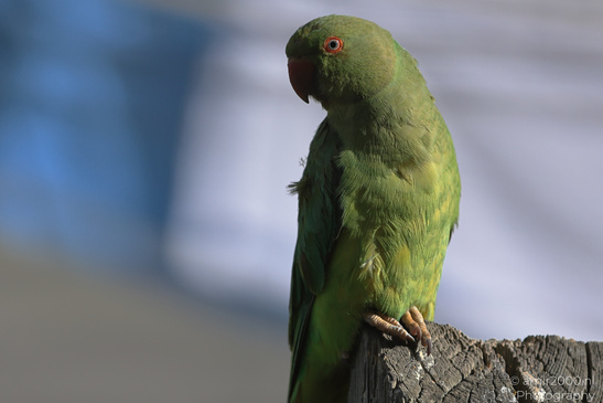 Rose_Ringed_Parakeet_In_Israel_Birds_Photography_Nature_Photography_Canon_EOS_R5_Mark_II_2026_001.JPG