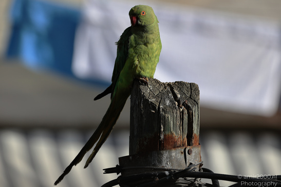 Rose_Ringed_Parakeet_In_Israel_Birds_Photography_Nature_Photography_Canon_EOS_R5_Mark_II_2026_002.JPG
