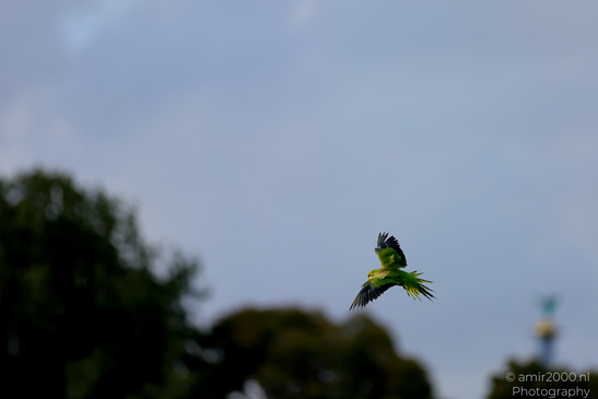 Rose_Ringed_Parakeet_In_Israel_Birds_Photography_Nature_Photography_Canon_EOS_R5_Mark_II_2026_003.JPG