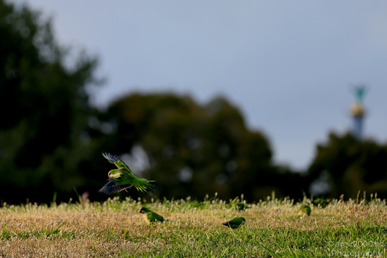 Rose_Ringed_Parakeet_In_Israel_Birds_Photography_Nature_Photography_Canon_EOS_R5_Mark_II_2026_004.JPG