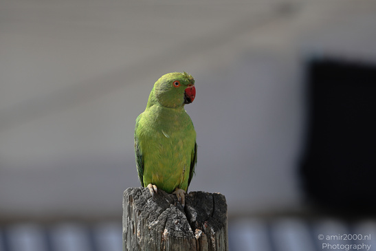 Rose_Ringed_Parakeet_In_Israel_Birds_Photography_Nature_Photography_Canon_EOS_R5_Mark_II_2026_005.JPG