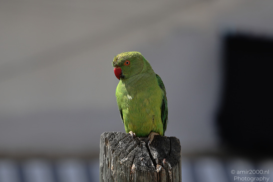 Rose_Ringed_Parakeet_In_Israel_Birds_Photography_Nature_Photography_Canon_EOS_R5_Mark_II_2026_006.JPG