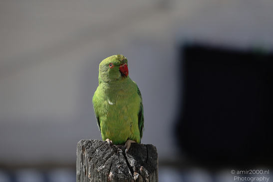 Rose_Ringed_Parakeet_In_Israel_Birds_Photography_Nature_Photography_Canon_EOS_R5_Mark_II_2026_007.JPG