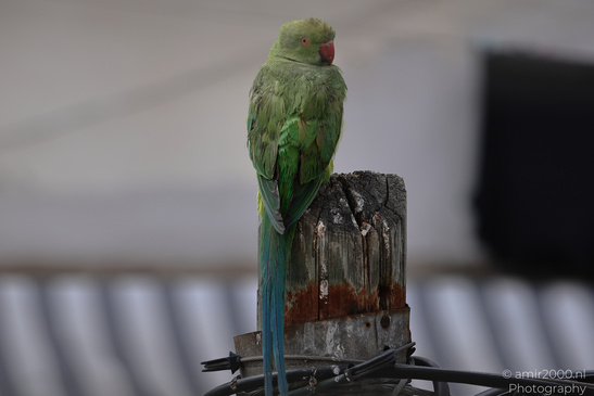 Rose_Ringed_Parakeet_In_Israel_Birds_Photography_Nature_Photography_Canon_EOS_R5_Mark_II_2026_008.JPG