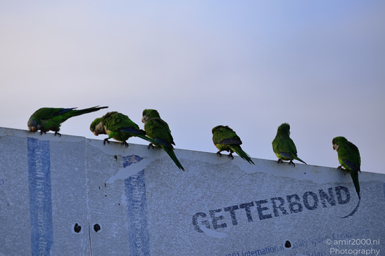 Rose_Ringed_Parakeet_In_Israel_Birds_Photography_Nature_Photography_Canon_EOS_R5_Mark_II_2026_009.JPG