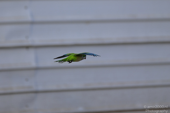 Rose_Ringed_Parakeet_In_Israel_Birds_Photography_Nature_Photography_Canon_EOS_R5_Mark_II_2026_010.JPG