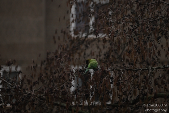 A Rose-Ringed parakeet perched on bare branches in an urban setting. - image from year 2026 #001